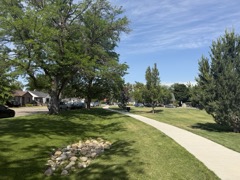 Tree Lined Street